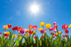 Tulips Sun