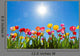 Tulips Sun