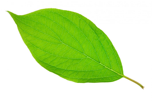 Bright Green Leaf Wall Decal