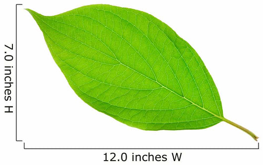 Bright Green Leaf Wall Decal