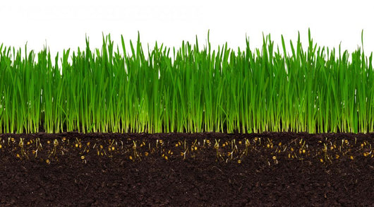 Wheat grass Wall Decal