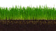 Wheat grass Wall Decal
