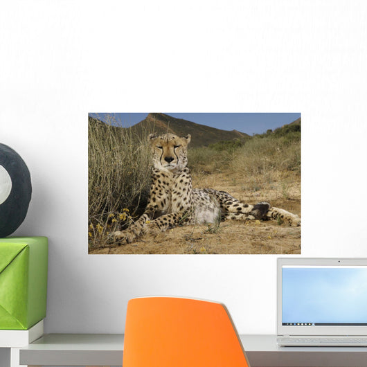 Gepard
