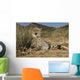 Gepard