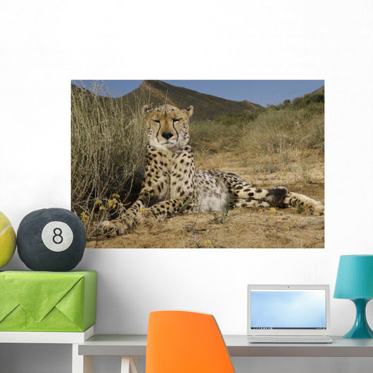 Gepard