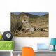 Gepard
