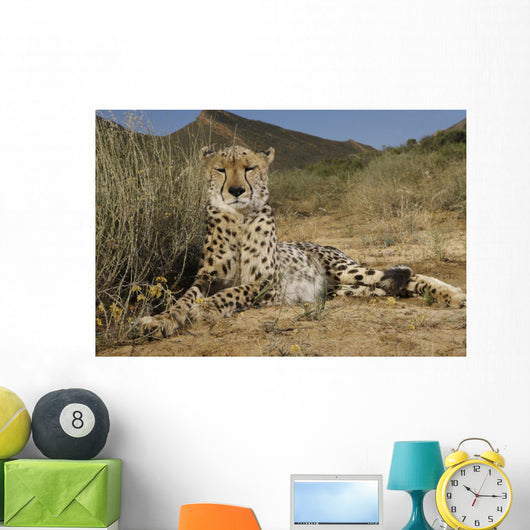 Gepard