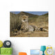 Gepard