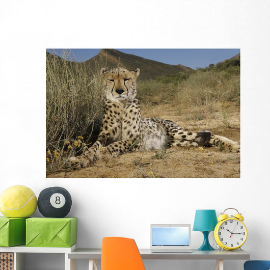 Gepard