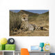 Gepard