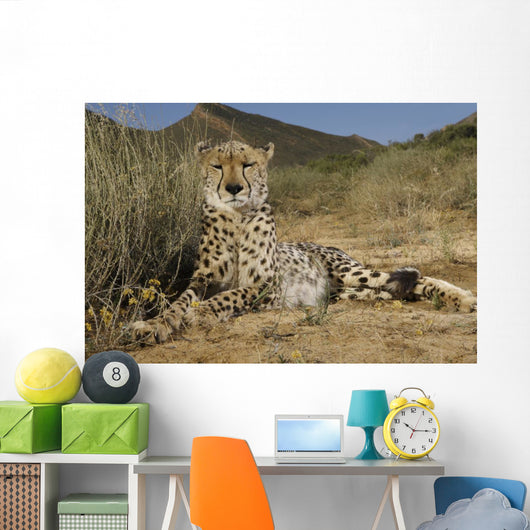 Gepard