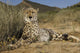 Gepard