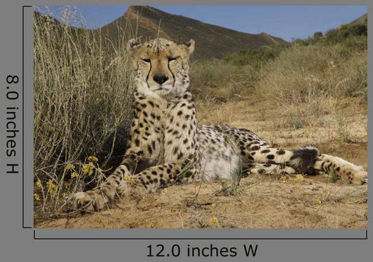 Gepard