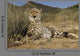 Gepard