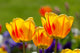 Yellow Tulips Closeup