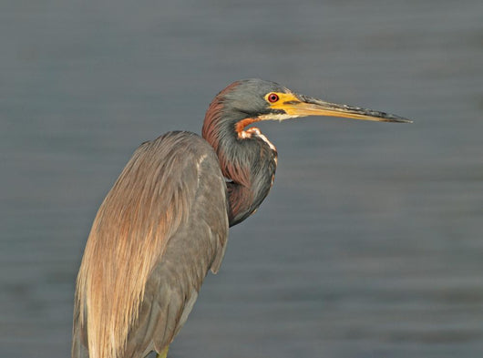 Tricolor Heron Outer Banks Wall Mural