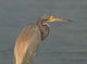 Tricolor Heron Outer Banks Wall Mural