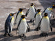 Group Penguins