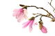 Pink Magnolia Flowers Wall Decal