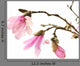 Pink Magnolia Flowers Wall Decal