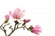 Pink Magnolia Flowers Wall Decal