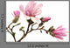 Pink Magnolia Flowers Wall Decal