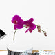 Orchid Wall Mural