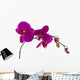 Orchid Wall Mural
