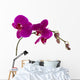 Orchid Wall Mural