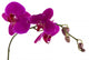 Orchid Wall Mural
