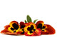 Flower Decals - Pansy Wall Decal