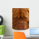Dogue Bordeaux Wall Mural