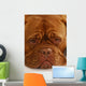 Dogue Bordeaux Wall Mural