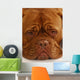 Dogue Bordeaux Wall Mural
