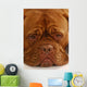 Dogue Bordeaux Wall Mural