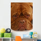 Dogue Bordeaux Wall Mural