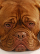 Dogue Bordeaux Wall Mural