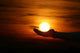Sunset Mal Anders Wall Decal