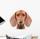 Dachshund Dog isolated over white background Wall Decal