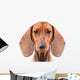 Dachshund Dog isolated over white background Wall Decal