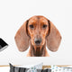 Dachshund Dog isolated over white background Wall Decal