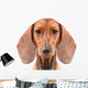 Dachshund Dog isolated over white background Wall Decal
