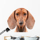 Dachshund Dog isolated over white background Wall Decal