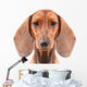 Dachshund Dog isolated over white background Wall Decal