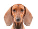 Dachshund Dog isolated over white background Wall Decal