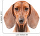 Dachshund Dog isolated over white background Wall Decal