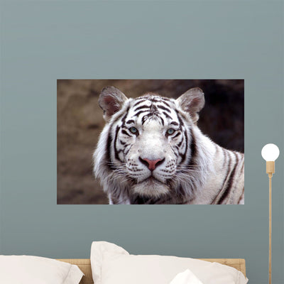 White Tiger Wall Mural shown on a wall