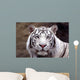 White Tiger Wall Mural