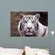 White Tiger Wall Mural