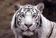 White Tiger Wall Mural